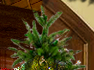 PRE-star-treeStar+dec2.png