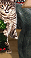 PRE-mouse-cat+cattoy.png