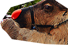 PRE-carrots-rudolf+feed.png