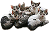 HDN-litter_of_kittens.png