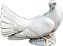 HDN-dove.png