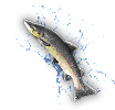 HDN-fish.png