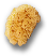 Sponge