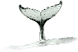 Whale