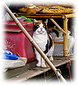 PRE-fish-feedCat+fishGiven