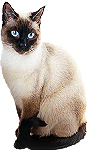 Siamese Cat