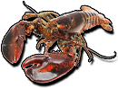 Lobster