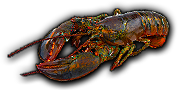 Lobster