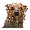 Wet Dog