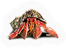 Hermit Crab