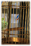 PRE-parrot-parrotPlaced+parrotSecure