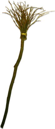 PCK-witch's_broom.png