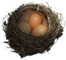 PCK-bird's_nest.png