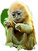 PRE-peanut-monkey+give.png