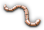 HDN-worm.png