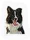 Farmer's Dog