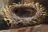 PRE-eggs-nestfull+nest.png