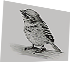 HDN-wildlife_drawing.png