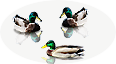 PRE-bread-giveBread+feedDucks.png
