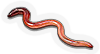HDN-worm.png