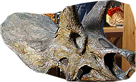 PRE-3rdHorn-fixTriceratops+done2.png