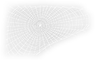 Spiders Web