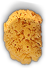 HDN-sponge.png