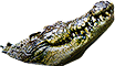 -HDN-water-alligator.png