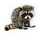 HDN-raccoon.png