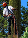 PRE-chainsaw-GiveChainsaw+complete.png