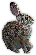 HDN-rabbit.png