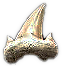 HDN-mammoth_tooth.png