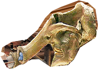 PRE-tusk-fixSkeleton+skeletonFixed.png
