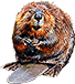 -HDN-lake-beaver.png