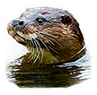 -HDN-water-otter.png