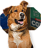 PRE-chewBone-giveChew+chewGiven.png