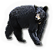 HDN-bear.png