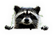 HDN-raccoon.png