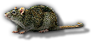 HDN-rat.png