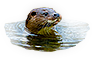 -HDN-water-otter.png
