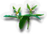 -HDN-fern-Persistent_Trillium.png