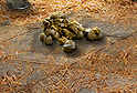 PRE-shovel-shovelPoop+poopScoop.png