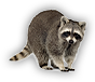 HDN-raccoon_passenger.png