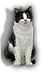 HDN-station_cat.png