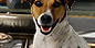 PRE-dogtoy-toyToDog+giveToy.png
