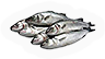 HDN-todays_catch.png