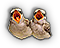 -HDN-birdBox-chicks.png