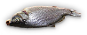 HDN-fish-m2.png