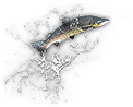 HDN-fish.png