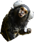 -HDN-carrier-marmoset.png